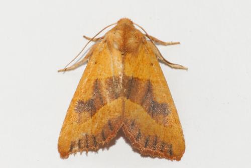 Réf. 267 729 : Atethmia centrago